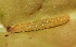  ( - SLC01556)  @11 [ ] CreativeCommons - Attribution Non-Commercial Share-Alike (2017) Carlo L. Seifert Institute of Entomology, Biology Centre CAS, Ceske Budejovice