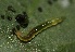  ( - SLC01558)  @11 [ ] CreativeCommons - Attribution Non-Commercial Share-Alike (2017) Carlo L. Seifert Institute of Entomology, Biology Centre CAS, Ceske Budejovice