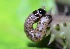  ( - SLC01593)  @11 [ ] CreativeCommons - Attribution Non-Commercial Share-Alike (2018) Carlo L. Seifert Institute of Entomology, Biology Centre CAS, Ceske Budejovice