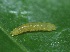  ( - SLC01653)  @11 [ ] CreativeCommons - Attribution Non-Commercial Share-Alike (2017) Carlo L. Seifert Institute of Entomology, Biology Centre CAS, Ceske Budejovice