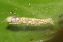  ( - SLC01672)  @11 [ ] CreativeCommons - Attribution Non-Commercial Share-Alike (2017) Carlo L. Seifert Institute of Entomology, Biology Centre CAS, Ceske Budejovice