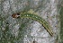  ( - SLC02303)  @11 [ ] CreativeCommons - Attribution Non-Commercial Share-Alike (2017) Carlo L. Seifert Institute of Entomology, Biology Centre CAS, Ceske Budejovice