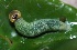  ( - SLC02615)  @11 [ ] CreativeCommons - Attribution Non-Commercial Share-Alike (2017) Carlo L. Seifert Institute of Entomology, Biology Centre CAS, Ceske Budejovice