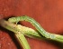  ( - SLC02663)  @11 [ ] CreativeCommons - Attribution Non-Commercial Share-Alike (2017) Carlo L. Seifert Institute of Entomology, Biology Centre CAS, Ceske Budejovice