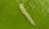  ( - SLC02920)  @11 [ ] CreativeCommons - Attribution Non-Commercial Share-Alike (2017) Carlo L. Seifert Institute of Entomology, Biology Centre CAS, Ceske Budejovice