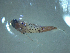  ( - SE1704-472-10-3)  @11 [ ] No Rights Reserved (2019) NA Pacific Islands Fisheries Science Center