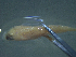  ( - TC0006-36-2)  @11 [ ] No Rights Reserved (2019) NA Pacific Islands Fisheries Science Center
