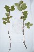 ( - salix_W10)  @11 [ ] No Rights Reserved  Unspecified Unspecified