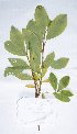  ( - salix_W13)  @11 [ ] No Rights Reserved  Unspecified Unspecified