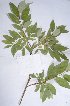  (Salix lapponica - salix_W14)  @11 [ ] No Rights Reserved  Unspecified Unspecified