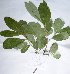  ( - salix_W15)  @11 [ ] No Rights Reserved  Unspecified Unspecified