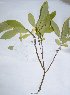  ( - salix_W19)  @11 [ ] No Rights Reserved  Unspecified Unspecified