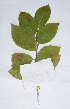  ( - salix_W1)  @11 [ ] No Rights Reserved  Unspecified Unspecified