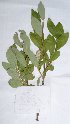  ( - salix_W20)  @11 [ ] No Rights Reserved  Unspecified Unspecified
