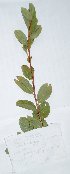  ( - salix_W21)  @11 [ ] No Rights Reserved  Unspecified Unspecified