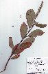  ( - salix_W24)  @11 [ ] No Rights Reserved  Unspecified Unspecified