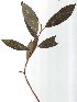  ( - salix_W25)  @11 [ ] No Rights Reserved  Unspecified Unspecified