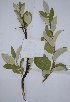  ( - salix_W2)  @11 [ ] No Rights Reserved  Unspecified Unspecified