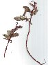  ( - salix_W31)  @11 [ ] No Rights Reserved  Unspecified Unspecified