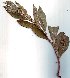  ( - salix_W37)  @11 [ ] No Rights Reserved  Unspecified Unspecified