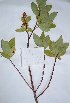  ( - salix_W3)  @11 [ ] No Rights Reserved  Unspecified Unspecified