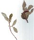  ( - salix_W42)  @11 [ ] No Rights Reserved  Unspecified Unspecified