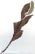  ( - salix_W48)  @11 [ ] No Rights Reserved  Unspecified Unspecified