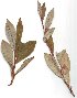  ( - salix_W49)  @11 [ ] No Rights Reserved  Unspecified Unspecified