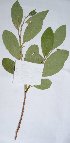  ( - salix_W4)  @11 [ ] No Rights Reserved  Unspecified Unspecified