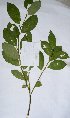  ( - salix_W5)  @11 [ ] No Rights Reserved  Unspecified Unspecified