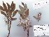  (Salix glauca x phylicifolia - salix_W7)  @11 [ ] No Rights Reserved  Unspecified Unspecified