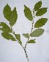  ( - salix_W9)  @11 [ ] No Rights Reserved  Unspecified Unspecified