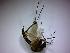  ( - NMNH2017-050-H11)  @12 [ ] Copyright (2018) Adam Goodwin VecTech