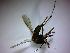  ( - NMNH2017-052-A05)  @12 [ ] Copyright (2018) Adam Goodwin VecTech