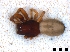  ( - Cor-Tra-101)  @11 [ ] No Rights Reserved (2016) Francisco Emmanuel Mendez Castro Instituto de Biotecnologia y Ecologia Aplicada, Universidad Veracruzana