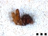  ( - Cor-Tra-101)  @11 [ ] No Rights Reserved (2016) Francisco Emmanuel Mendez Castro Instituto de Biotecnologia y Ecologia Aplicada, Universidad Veracruzana