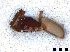  ( - Cor-Tra-101)  @11 [ ] No Rights Reserved (2016) Francisco Emmanuel Mendez Castro Instituto de Biotecnologia y Ecologia Aplicada, Universidad Veracruzana