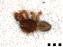  ( - Cor-Tra-98)  @11 [ ] No Rights Reserved (2016) Francisco Emmanuel Mendez Castro Instituto de Biotecnologia y Ecologia Aplicada, Universidad Veracruzana