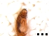  ( - Cor-Tra-98)  @11 [ ] No Rights Reserved (2016) Francisco Emmanuel Mendez Castro Instituto de Biotecnologia y Ecologia Aplicada, Universidad Veracruzana