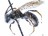 (Andrena confederata - CCDB-34953-A05)  @11 [ ] CreativeCommons - Attribution (2019) CBG Photography Group Centre for Biodiversity Genomics