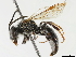  ( - CCDB-34953-A06)  @11 [ ] CreativeCommons - Attribution (2019) CBG Photography Group Centre for Biodiversity Genomics