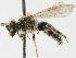  (Andrena fenningeri - CCDB-34953-A07)  @11 [ ] CreativeCommons - Attribution (2019) CBG Photography Group Centre for Biodiversity Genomics