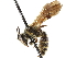  ( - CCDB-34953-A09)  @11 [ ] CreativeCommons - Attribution (2019) CBG Photography Group Centre for Biodiversity Genomics