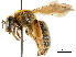  (Andrena helianthiformis - CCDB-34953-A12)  @11 [ ] CreativeCommons - Attribution (2019) CBG Photography Group Centre for Biodiversity Genomics