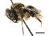 (Andrena heraclei - CCDB-34953-B02)  @11 [ ] CreativeCommons - Attribution (2019) CBG Photography Group Centre for Biodiversity Genomics