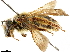  (Andrena hilaris - CCDB-34953-B03)  @11 [ ] CreativeCommons - Attribution (2019) CBG Photography Group Centre for Biodiversity Genomics
