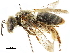  (Andrena illini - CCDB-34953-B05)  @15 [ ] CreativeCommons - Attribution (2019) CBG Photography Group Centre for Biodiversity Genomics