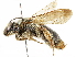  (Andrena illini - CCDB-34953-B06)  @15 [ ] CreativeCommons - Attribution (2019) CBG Photography Group Centre for Biodiversity Genomics