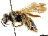 (Andrena macra - CCDB-34953-B07)  @11 [ ] CreativeCommons - Attribution (2019) CBG Photography Group Centre for Biodiversity Genomics