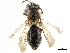  ( - CCDB-34953-B08)  @11 [ ] CreativeCommons - Attribution (2019) CBG Photography Group Centre for Biodiversity Genomics